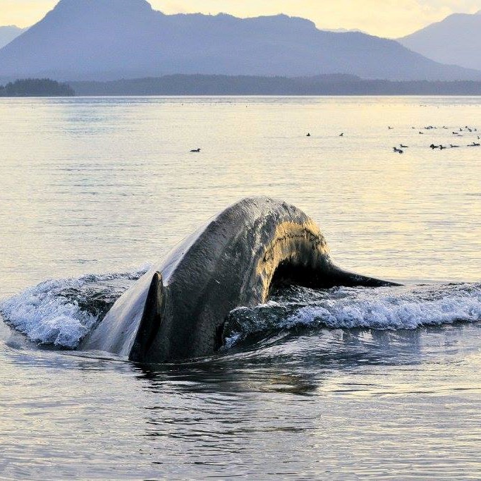 Observe humpbacks diving, breeching, flipper-slapping, and tail-slapping.