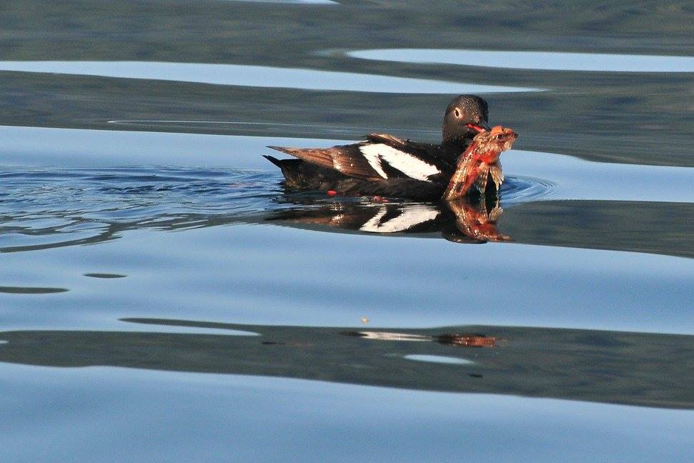 Pigeon guillemot with sculpin for lunch