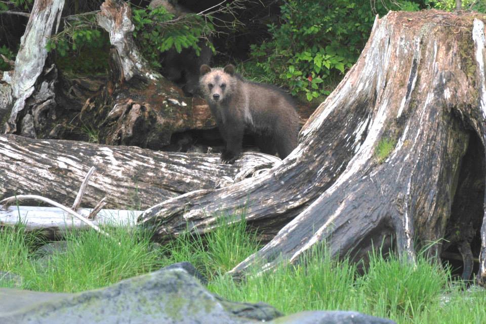 Grizzly cubs are curious and fun to watch!