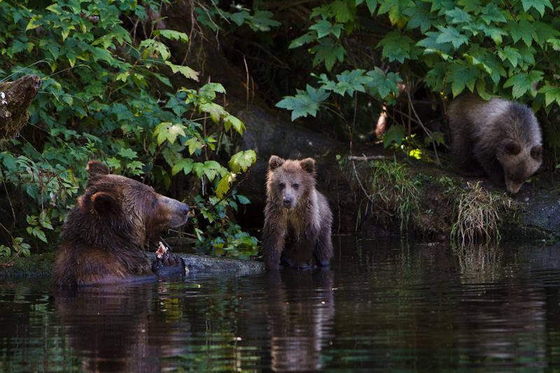 A mother grizzly teaching her cubs to hunt for pink salmon.