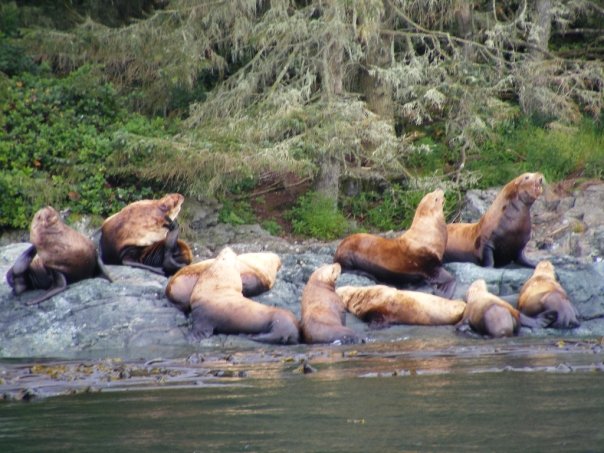 Stellar sea lions