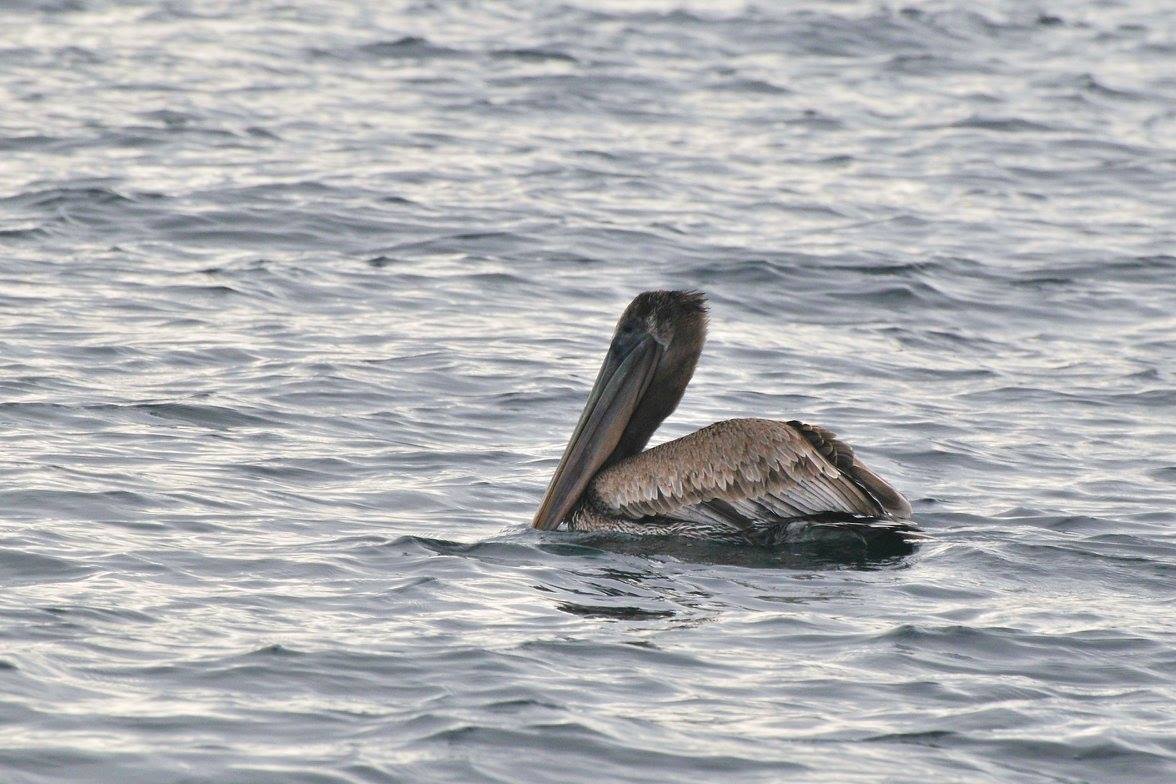 A rare sighting of a brown pelican in Baronet Pass