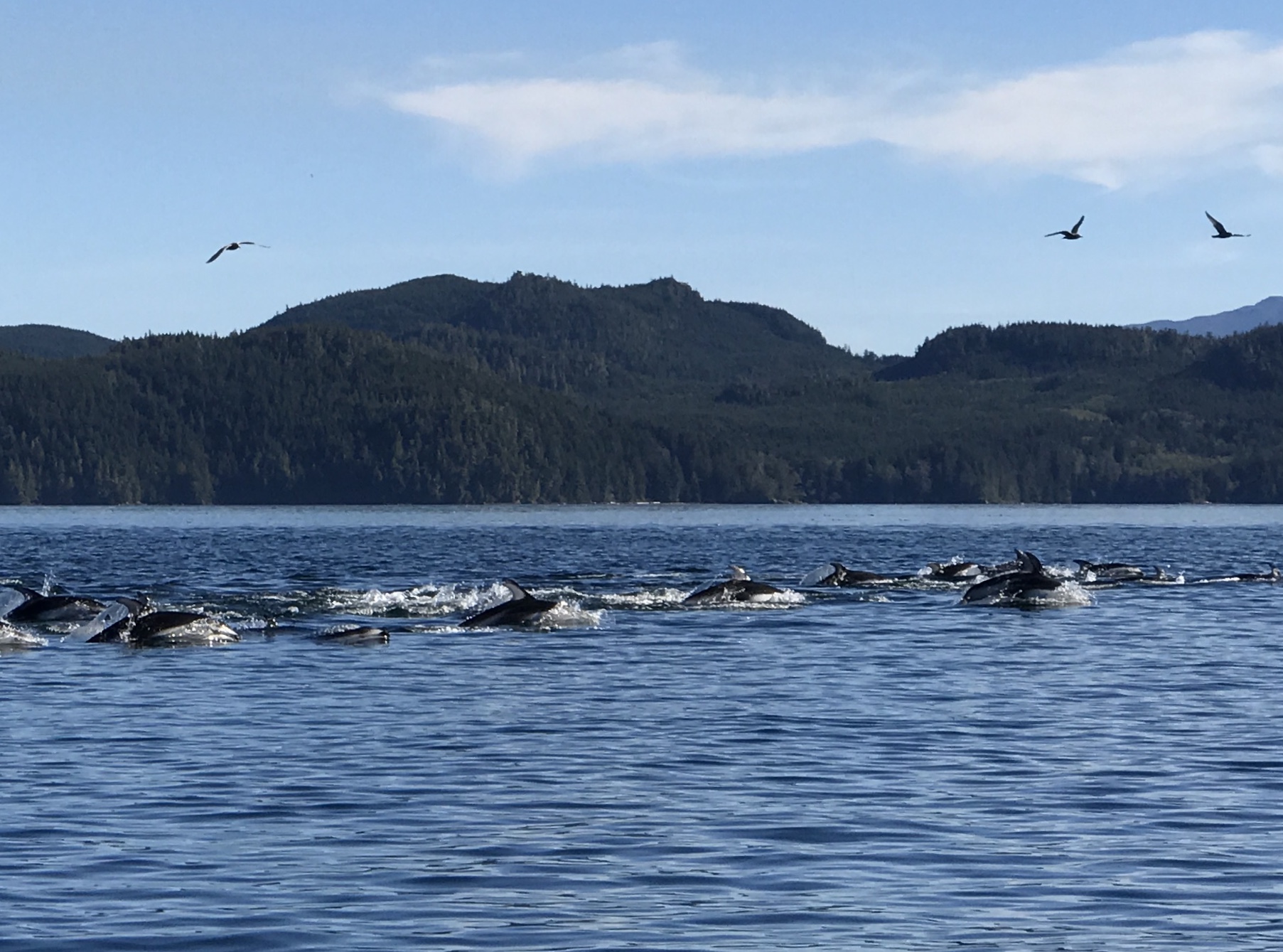 Large group of pacific white-sided dolphins